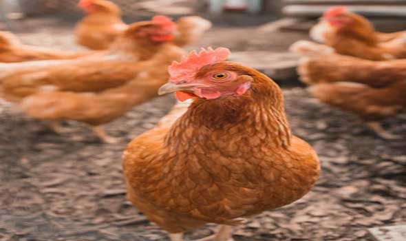 إرتفاع أسعار دجاج اللحم عند الانتاج خلال الشهر الماضي في تونس