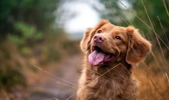 إنطلاق حملة تلقيح الحيوانات ضد داء الكلب في تونس