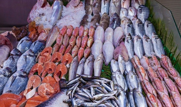 عائدات تصدير منتوجات الصيد البحري في تونس تتجاوز 495 مليون دينار