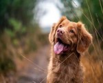  تونس اليوم - إنطلاق حملة تلقيح الحيوانات ضد داء الكلب في تونس