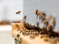  تونس اليوم - تونسية تترك عالم تصميم الأزياء وتمتهن تربية النحل وصناعة العسل في الجبال