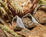  تونس اليوم - وزير الفلاحة يؤكد أن ارتفاع سعر القمح عالميا سينعكس على السوق الوطنية التونسية