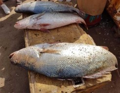  تونس اليوم - بحار هاوي يصطاد 36 سمكة بوزن 17 كلغ للسمكة الواحدة في  ولاية بنزرت