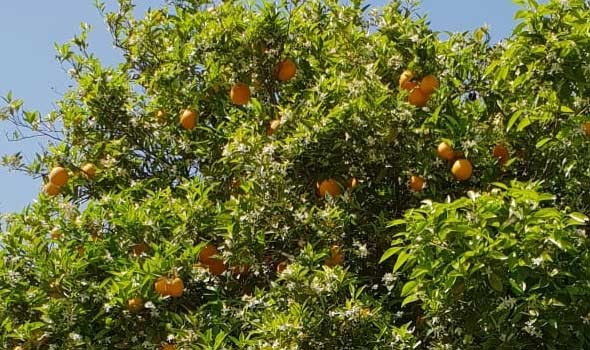 تراجع إنتاج تونس من فاكهة البرتقال